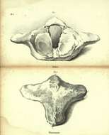 Plancia ëd Balaenoptera musculus (Linnaeus 1758)