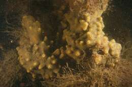 Image of Halichondria subgen. Halichondria Fleming 1828