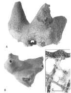 Image of Psammocinia beresfordae Cook & Bergquist 1996