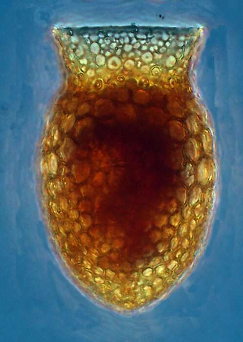 Image of Codonella elongata Kofoid & Campbell 1929