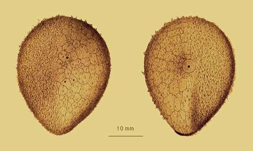 Image of Drygalski's sea urchin