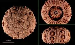 Image of Miller's sea urchin