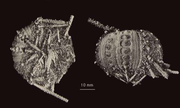 Image of Ctenocidaris polyplax Mortensen 1950