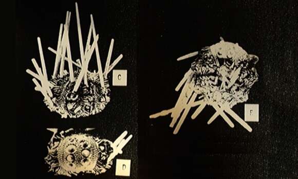 Image of Ctenocidaris speciosa Mortensen 1910