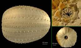 Image de Dermechinus horridus (A. Agassiz 1879)