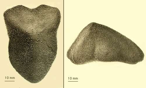 Image of Echinocrepis cuneata A. Agassiz 1879