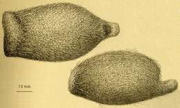 Imagem de Helgocystis carinata (A. Agassiz 1879)