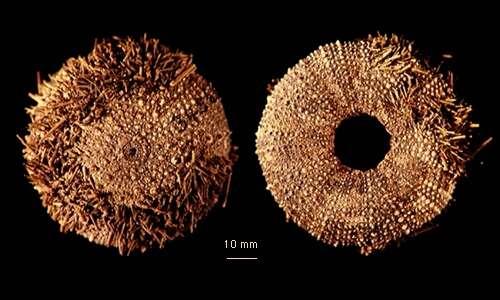 Image of Loxechinus Desor 1856