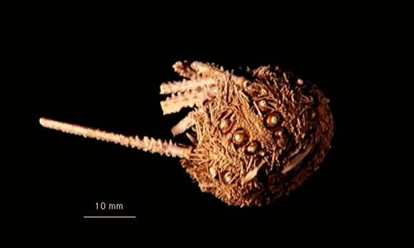 Image of Notocidaris lanceolata Mooi, David, Fell & Choné 2000