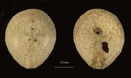 Imagem de Plexechinus planus (Mironov 1978)