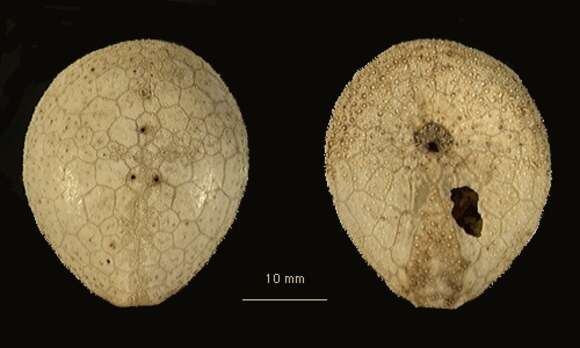 Image of Plexechinus planus (Mironov 1978)