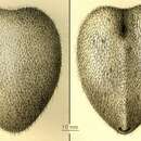 Imagem de Spatagocystis challengeri A. Agassiz 1879