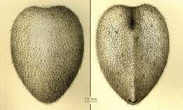 Image of Spatagocystis challengeri A. Agassiz 1879