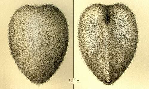 Imagem de Spatagocystis challengeri A. Agassiz 1879