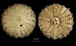 Image of Sterechinus antarcticus Koehler 1901