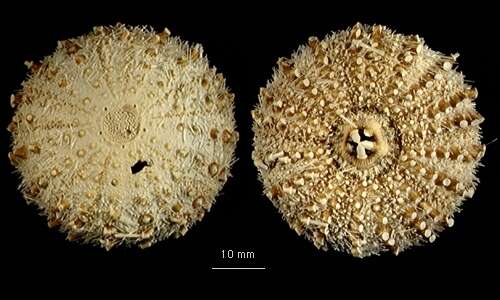 Image of Sterechinus antarcticus Koehler 1901