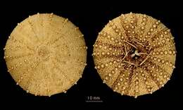 Image of Sterechinus diadema (Studer 1876)