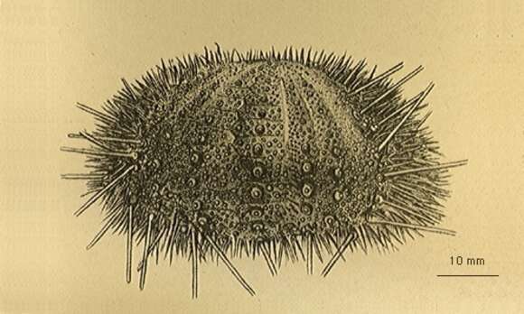 Imagem de Sterechinus neumayeri (Meissner 1900)