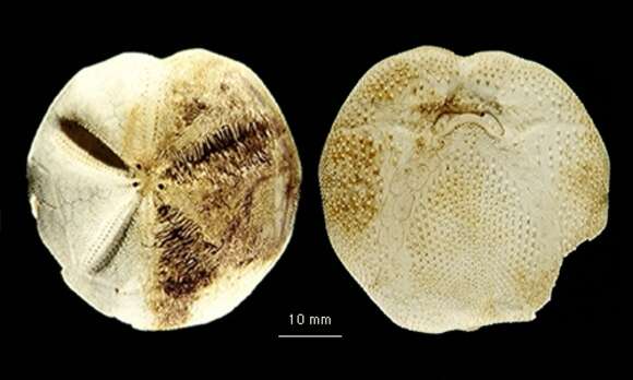 Imagem de Tripylus excavatus Philippi 1845