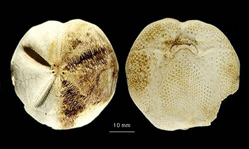 Image of Tripylus excavatus Philippi 1845