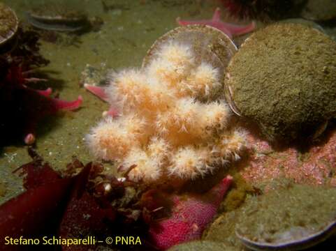 Imagem de Alcyonium antarcticum Wright & Studer 1889