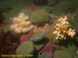 Image of Alcyonium antarcticum Wright & Studer 1889