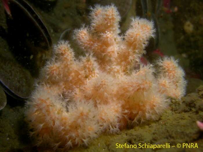 Imagem de Alcyonium antarcticum Wright & Studer 1889