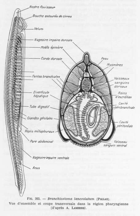 branchiostoma diagram