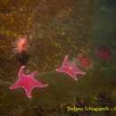 Image of Sea star