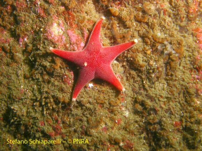 Image of Sea star