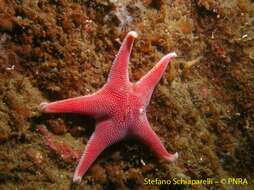 Image of Sea star