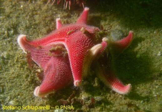 Image of Sea star