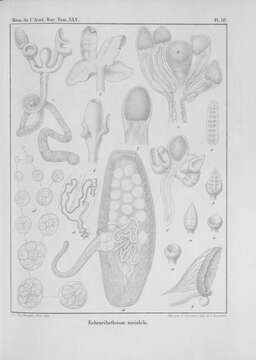 Image de Echeneibothrium variabile Van Beneden 1850