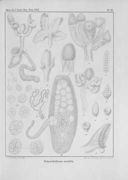 Image of Echeneibothrium variabile Van Beneden 1850