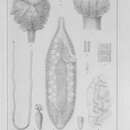 Image de Phyllobothrium lactuca Van Beneden 1850