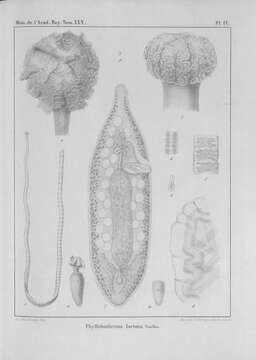 Image of Phyllobothrium lactuca Van Beneden 1850