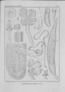 Image de Phyllobothrium thridax Van Beneden 1849