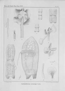 Image de Anthobothrium cornucopia Van Beneden 1850