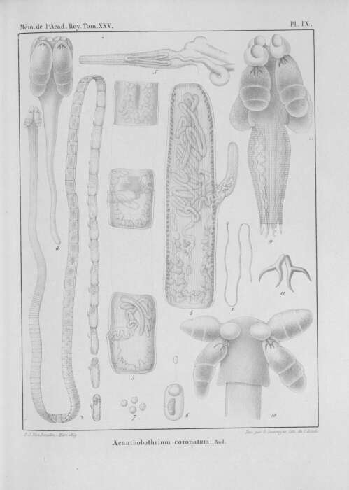 Image of Acanthobothrium coronatum (Rudolphi 1819) Blanchard 1848