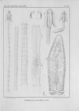 Image of Calliobothrium verticillatum (Rudolphi 1819)