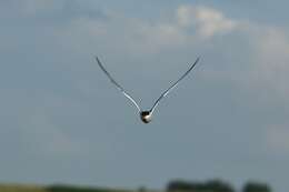 Image of Common Tern