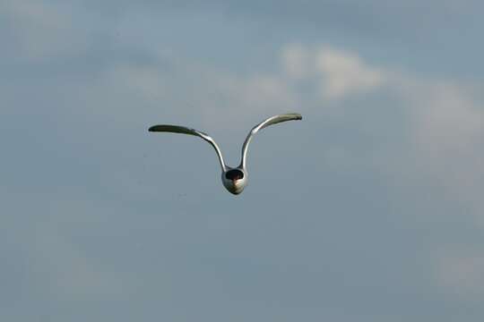 Image of Common Tern