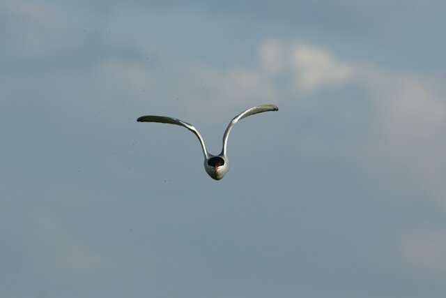 Image of Common Tern