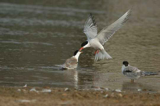 Image of Common Tern