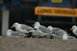 Imagem de Larus argentatus Pontoppidan 1763