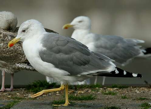 Image of Yellow-legged Gull