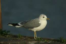 Image of Common Gull
