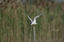 Image of Common Tern