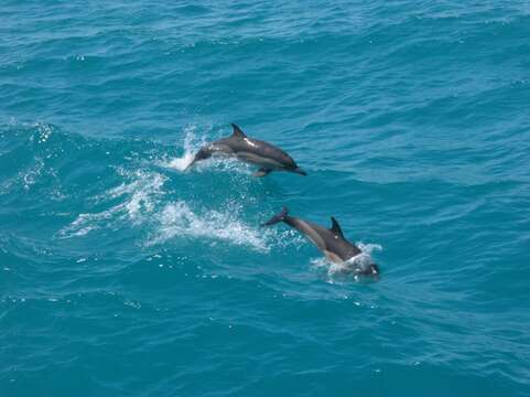 Image of Atlantic Dolphin