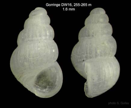 Image de Alvania adinogramma Bouchet & Warén 1993